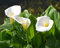 Graines de fleurs de calla 100 pièces blanches