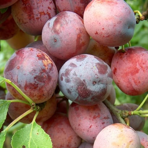 Plum Tree 'Opal' by Thompson and Morgan – Self-Fertile Dessert Variety with Sweet Golden Flesh and Red-Flushed Skin – Early Cropping Reliable Fruit Tree – Supplied as 2X 5 Litre Potted Trees