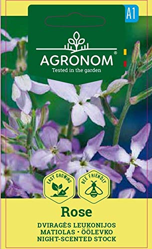 AGRONOM | GIROFLÉE ODORANTE ROSE des graines | Graines de fleurs | 1 Paquet