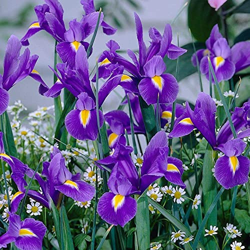 Iris Hollandica – Summer Flowering Bulbs – Perennial – for Your Beautiful Garden (10 x Iris Hollandica Blue)