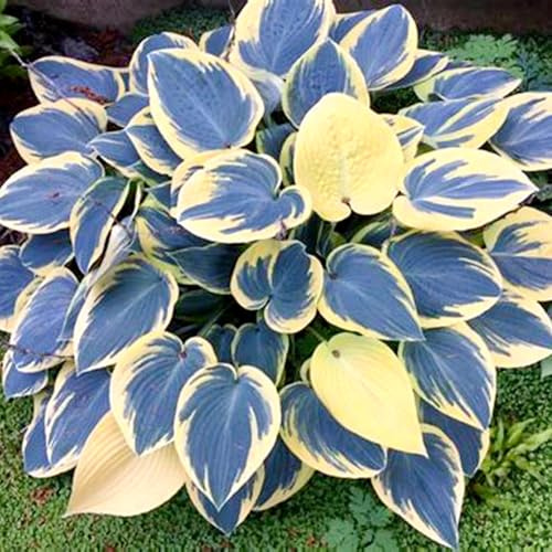 Funkien winterhart kaufen - Hosta winterhart - Winterharte Funker, Jetzt online kaufen-8knolle-C