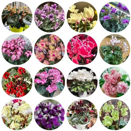 semi di ciclamino da esterno - ciclamino - resistenti all'esterno ornamentali decorazione per aiuole rialzate da giardino, 500pcs