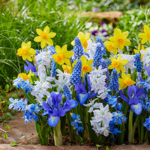 Bulbi Fiori Perenni da Esterno - Collezione di bulbi primaverili blu e gialli - 50 pezzi - Tulipano, Narciso, Giacinto - Piante e Fiori Esclusivi dall'Olanda (non semi, non artificiali)
