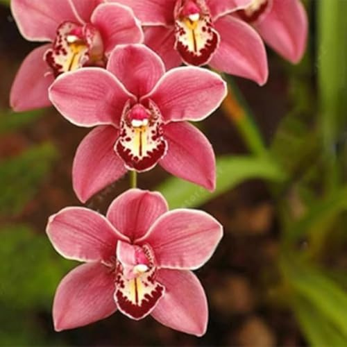 Cymbidium orchid bulbi,Orchidea del cymbidium,cymbidium pianta vera,Piante erbacee perenni,Cymbidium planta,Decorazione del giardino(non fiori artificiali,senza semi)-5 bulbi-C