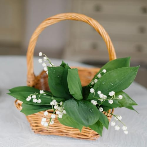 10 Pcs Maiglöckchen Zwiebeln - Balkon Blumen, Pflanzen Züchten (Convallaria Majalis) Deko Blumen, Topfpflanzen Echt Bodendecker Winterhart Mehrjährig, Blumenwiese Garten Blumen, Gartenbedarf