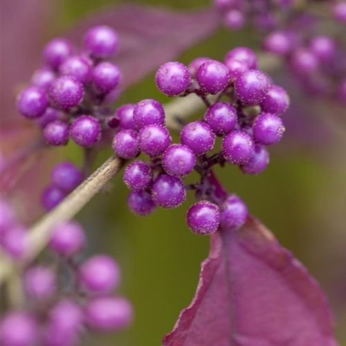 Schönfrucht 'Profusion' Callicarpa bodinieri ' Zierstrauch mit auffälliger Frucht - ca 60cm im 3l Topf