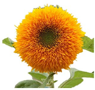 KINGDUO 15Pcs Teddy Bear Semillas De Girasol Hogar Jardín Semi Enano Helianthus Jardín Hermosas Flores Semillas