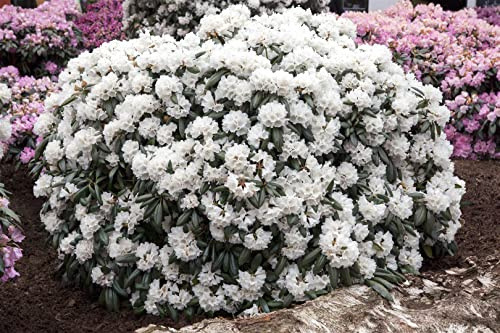 Rhododendron yakushimanum 'Schneekissen' 25–30 cm – Winterhart, Immergrün, Mehrjährig – Rhododendron – Zierstrauch für Garten & Kübel