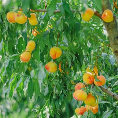 Pfirsichbaum pfirsich obstbaum obstbäume steingartenpflanzen winterhart, Fruchtplantage säulenobstbäume pflanzensamen Bergpflanzung, baumsamen obstpflanzen Premium 3samen