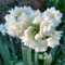 Bulbos De Narciso, Fragancia Pura,DecoracióN Del Dormitorio, Bulbos De Flores, DecoracióN De Interiores,Planta De Narciso,Planta Perenne Aire Fresco, Narciso.-8bulbos-C