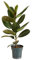 Bloomique Ficus Elastica Robusta - Planta de caucho - Planta de interior - Purificador de aire - Muy fácil de cuidar - 50-60 cm de altura - Maceta 17 cm