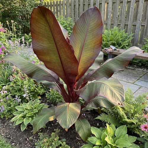 Bloomique - Ensete Maurelli - Bananier rouge - Bananier de jardin - Plante de Jardin - Rustique - Hauteur 60-90 cm - Pot 26 cm