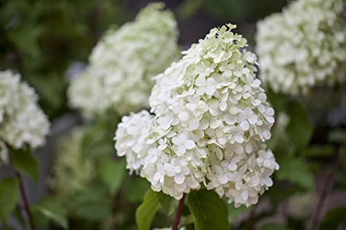 Hydrangea paniculata 'Polarbear' 60-80 cm – Winterhart, Mehrjährig, Pflegeleicht – Rispenhortensie – Zierstrauch für Garten & Beet