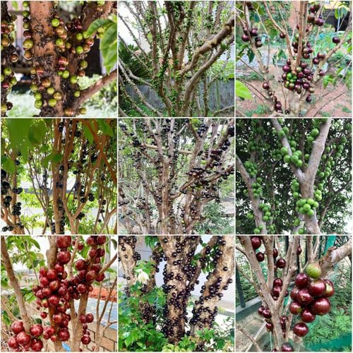 jabuticaba - kräutergarten jabuticaba säulenobst obstpflanzen bio obstsamen spalierobst pflanztopf topfpflanzen balkon winterharte kübelpflanzen 100samen