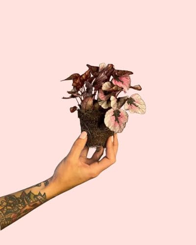 Begonia Rex Total Pink | Mini Plantas Naturales Interior | Pur Plant