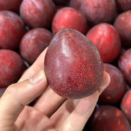 Pflaumenbaum, geschenke für gärtner stauden winterhart mehrjährig balkongewächshäuser alte sorten obstpflanzen obstbaum steingartenpflanzen seltene säulenobst balkonpflanzen 35Samen