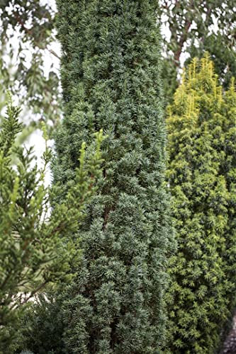 Taxus baccata 'Fastigiata Robusta' 40-50 cm – Winterhart, Immergrün, Pflegeleicht – Säuleneibe – Heckenpflanze für Garten & Sichtschutz