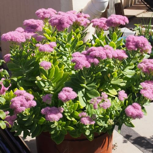 semillas de sedum - balcón, exóticas de interior resistentes jardín 500pcs