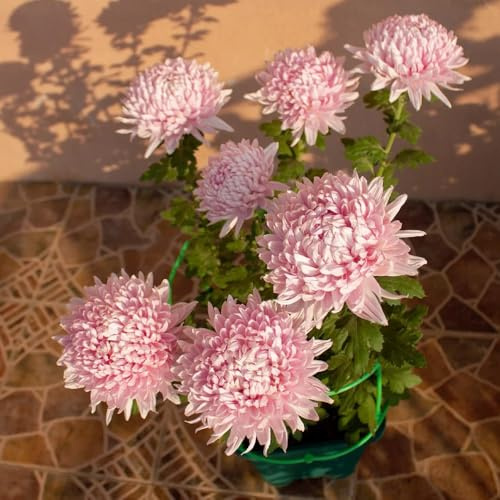 semi di crisantemo - in vaso da appartamento esotiche rampicanti serre da balcone arredamento del soggiorno decorative Giardino roccioso: 600pcs