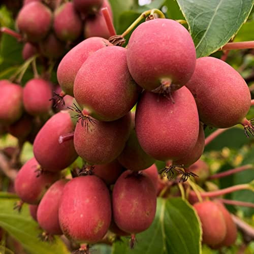 Actinidia Femelle à feuilles de perle Ananas 1L - Plante de Jardin, Arbres fruitiers - la Décoration Parfaite pour Votre Propriété - Pour les Débutants et les Jardiniers Professionnels
