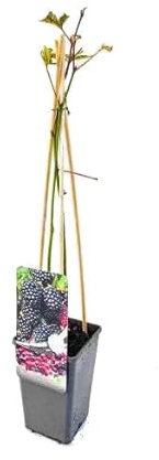 Zarzamora Natural una Planta de Fácil Cultivo que te Regalará una Abundante Cosecha