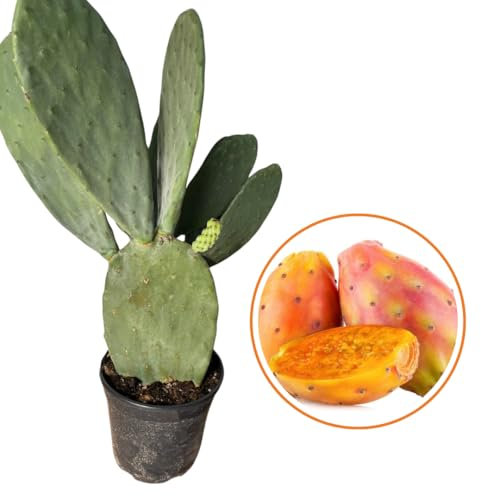 Vivaio Garden Forest Opuntia Ficus Indica Fico d'India, Pianta vera, Vaso 24cm, Pianta grassa, H 70cm, Pianta Centro America, Pianta da frutto, Fico, Polpa dolce, Vitamine, Calcio, Pianta da esterno