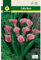 Mascarell Semillas, CALLAS ROSA, Semillas Bulbosas, Bulbos de Flores Primavera Fácil de Cultivar, Bolsa 1 Bulbo