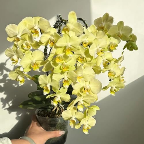 semi di orchidea phalaenopsis - giardino resistenti balcone 750pcs