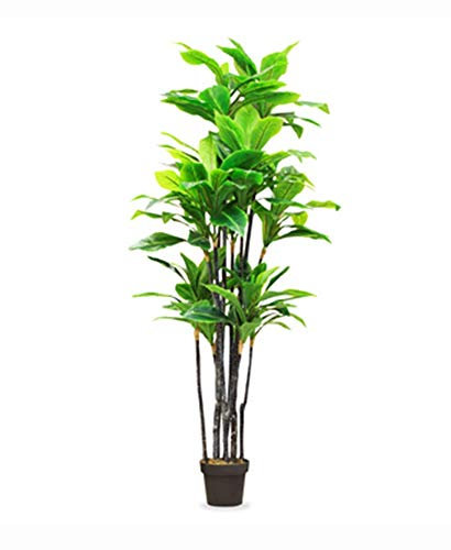 Bambuspalme 200 x Chamaedorea seifrizii Bambus Samen