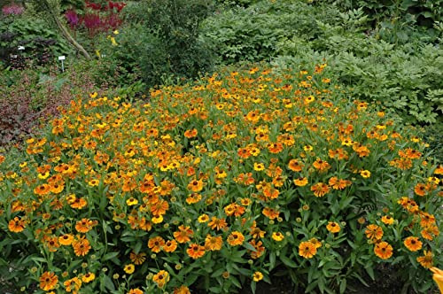 Helenium x cult. 'Waltraud' 11x11 cm Topf – Winterhart, Mehrjährig, Pflegeleicht – Sonnenbraut – Staude für Beet & Garten