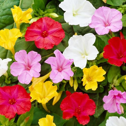 Mirabilis Jalapa Kollektion - 10 Pflanzen - Stauden Mehrjährig Winterhart - Echte Pflanze aus Holland - für Garten (keine Samen, keine Zwiebeln und nicht künstlich) - Weiß-Rot-Rosa-Violett