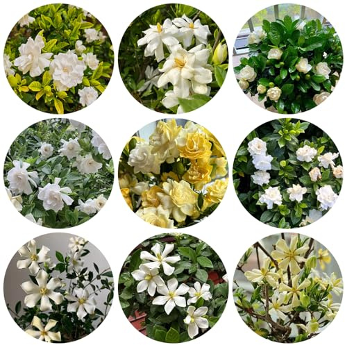 Semillas de gardenia - exóticas Gardenias raras extremadamente resistentes balcón primavera 10pcs