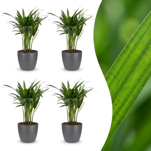 Areca Lutescens – Guldpalm – 4 plantor – med grå kruka - 35-45cm - Ø12cm