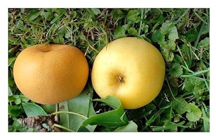 Pezzi - 3x Pyrus Pyrifolia Nashi Mela Pera Kumoi Frutto Giardino Piante - Seme A442 - Seeds & Plants Shop by Ipsa