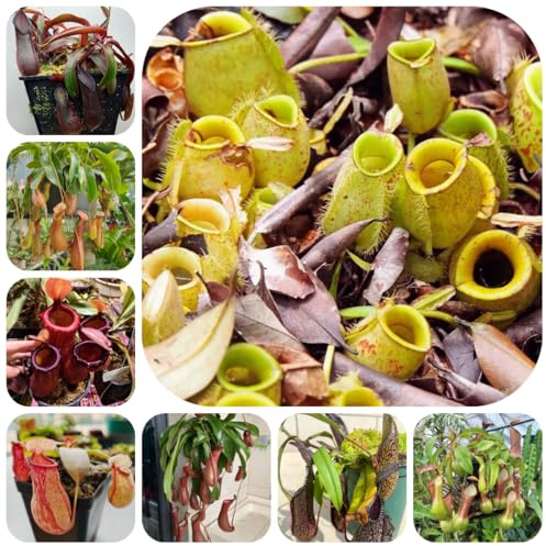 nepenthes-kannenpflanze fleischfressende bodendecker winterhart mehrjährig, pflanzensamen exotische winterhart kletterpflanzen 100samen