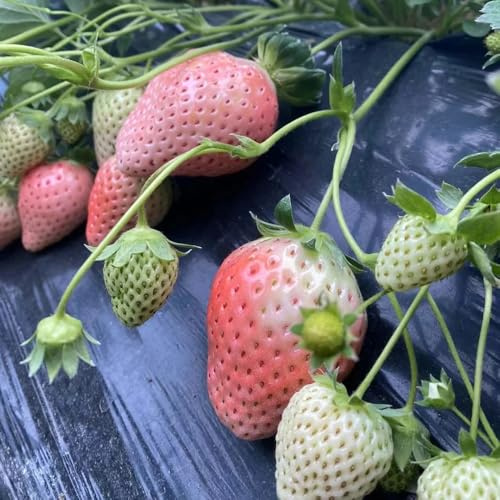 semi di fragola - biologico, varietà antiche resistenti in vaso interna esterno giardino 180pcs