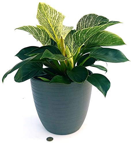 POWERS TO FLOWERS - PHILODENDRON, PHYLODENDRON WHITE MEASURE IN VASO CERAMICA ANTRACITE A RIGHE, XXL Vaso 24, pianta vera