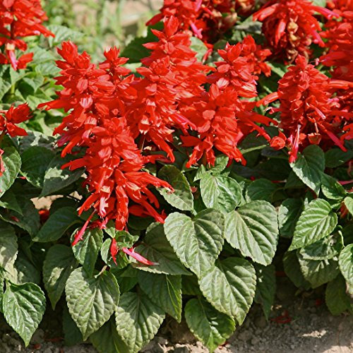 Salvia splendens - Confezione da 50 semi