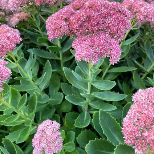 fetthenne gartenpflanzen einfacher Anbau balkon garden für sonnige plätze Hylotelephium erythrostictum pflanzensamen Zierblumen Duftend 150samen