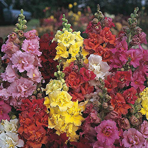 Antirrhinum majus ‘Double Madame Butterfly Mixed’ F1 Hybrid, Snapdragon (60 Seeds) by Thompson and Morgan