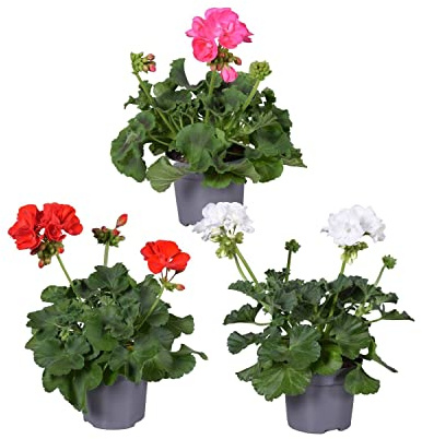 Geranio |Pack 3 Plantas | DECOALIVE | Flores de Colores