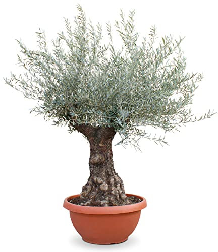 KENTIS – Echter Bonsai Olivenbaum - Höhe ca. 200 cm – Olea europea Bonsai Olivenbaum Stammumfang ca. 60–100 cm – Outdoor Pflanze für Gärten – Zierpflanze – Olivenbaum