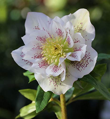 Christrose Lenzrose Double Ellen White Spotted - Helleborus orientalis - lebende Gartenpflanze aus den Baumschulen
