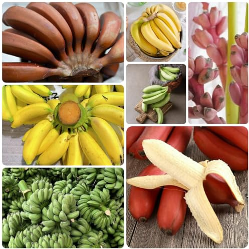 bananen, bananenbaum - zimmerpflanzen für sonnige plätze bananensamen bonsai balkonpflanzen säulenobst winterharte garten kübelpflanzen baumsamen gartendeko für draußen hecken 225samen