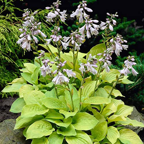 12 unità Hosta 'August Moon' - Hosta Vaso 9x9cm ±1 m² - Pianta Ornamentale con Foglie Giallo-Verdi