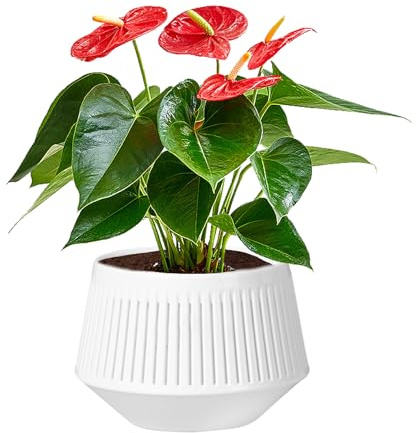 Macetas ranuradas de orquídeas - Macetas de para replantar, macetas moradas africanas de doble capa, plantadores de control de raíces para Phalaenopsis África Violet Plantas vivas