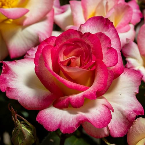 YouGarden Rose of the Year 2025 'You're My Everything', Established Plant in 4L Pot, Ready to Plant for Pots, Beds, and Borders, Summer to Autumn Flowering Shrub