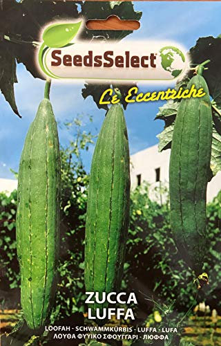 Semi Zucca Luffa Cylindrica Zucchina Rampicante Spugna Vegetale