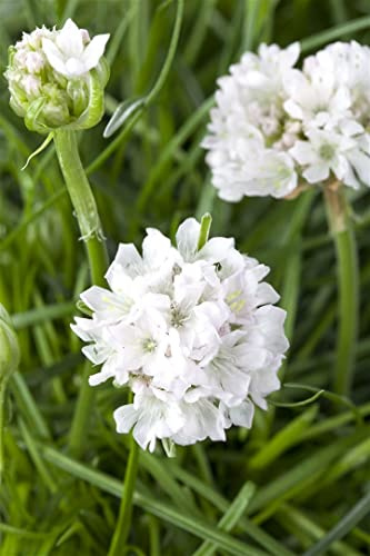 Armeria maritima 'Armada White' 9x9 cm Topf – Winterhart, Mehrjährig, Pflegeleicht – Strand-Grasnelke – Polsterstaude für Steingarten & Beetkante