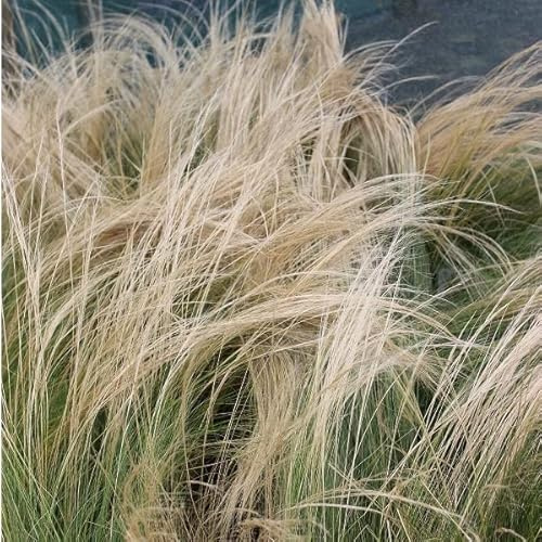6x Cheveux d'anges - Stipa tenuifolia - Godet 9x9cm